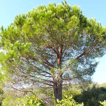 Rosa Con Piscina E Giardino Uso Esclusivo Porto Rotondo